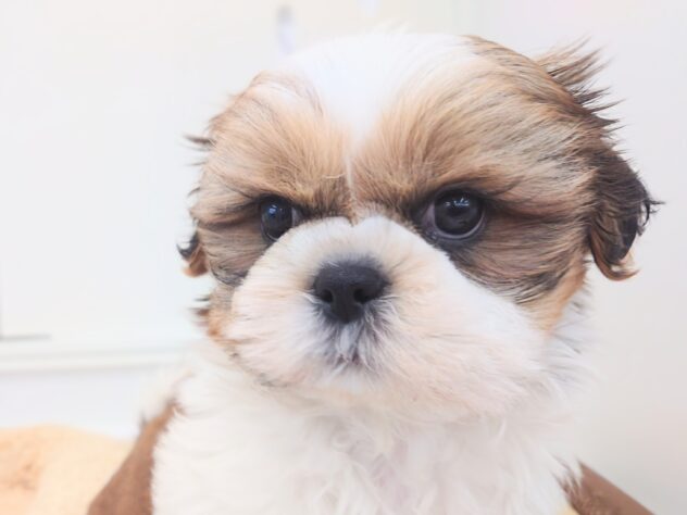 岡山県のシーズー (アミーゴ中庄店/2025年11月27日生まれ/男の子/ゴールドホワイト)の子犬の1枚目の画像