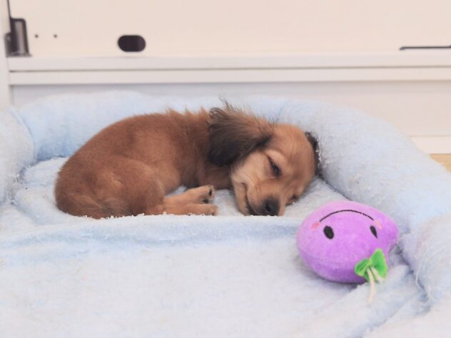 岡山県のハーフ犬・ミックス犬 (アミーゴ中庄店/2025年11月10日生まれ/女の子/シェイテッドイエロー)の子犬の2枚目の画像