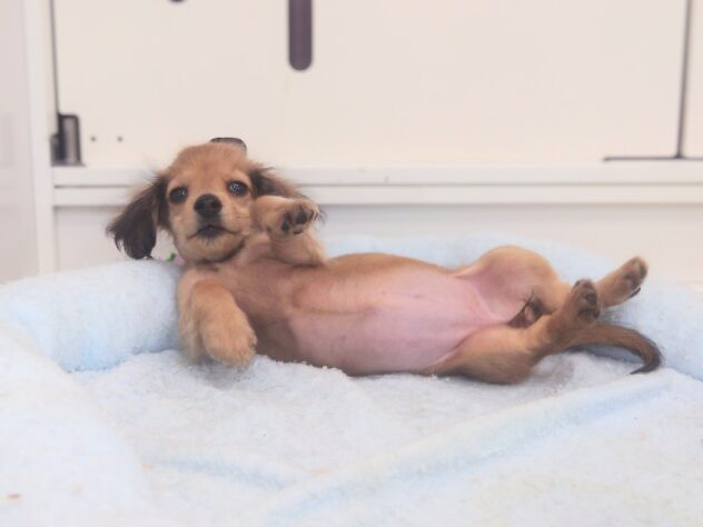 岡山県のハーフ犬・ミックス犬 (アミーゴ中庄店/2025年11月10日生まれ/女の子/シェイテッドイエロー)の子犬の4枚目の画像