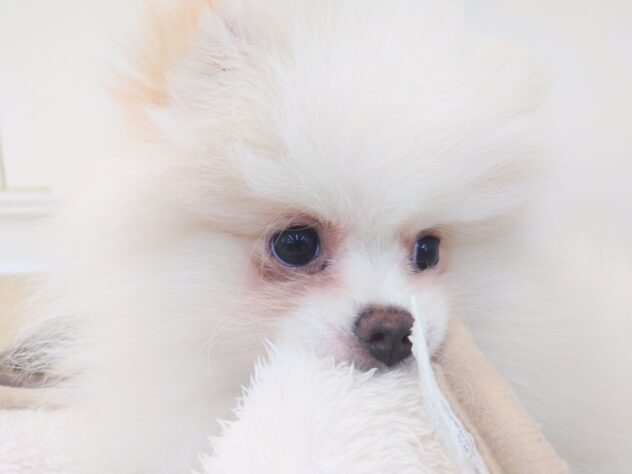 岡山県のポメラニアン (アミーゴ中庄店/2025年11月18日生まれ/女の子/パーティーカラー)の子犬の4枚目の画像