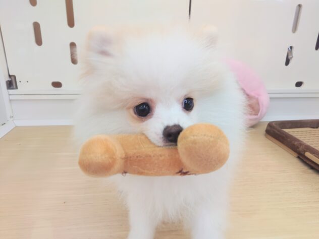 岡山県のポメラニアン (アミーゴ中庄店/2025年11月18日生まれ/女の子/パーティーカラー)の子犬の1枚目の画像