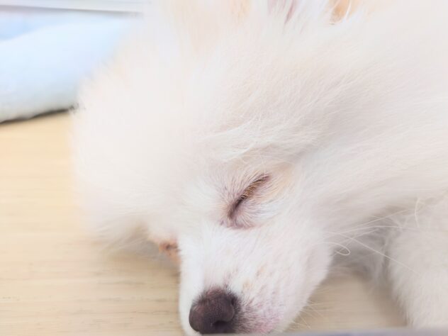 岡山県のポメラニアン (アミーゴ中庄店/2025年11月18日生まれ/女の子/パーティーカラー)の子犬の4枚目の画像