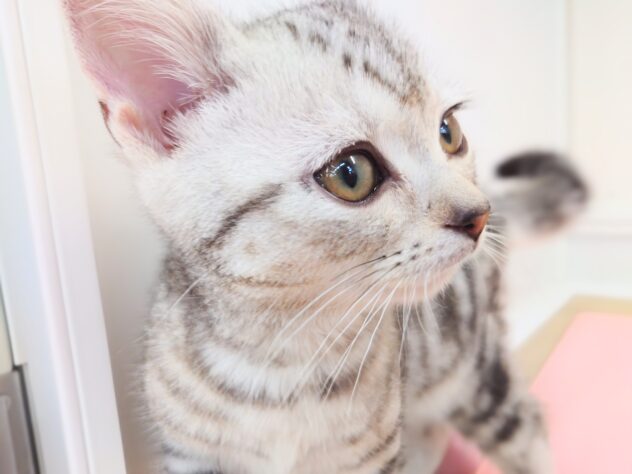 岡山県のアメリカンショートヘアー (アミーゴ中庄店/2025年11月19日生まれ/男の子/シルバータビーホワイト)の子猫の4枚目の画像