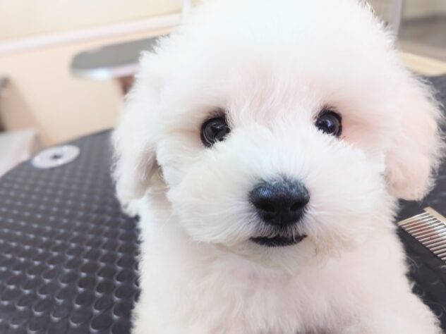 岡山県のビションフリーゼ (アミーゴ中庄店/2025年11月8日生まれ/男の子/クリームホワイト)の子犬の3枚目の画像