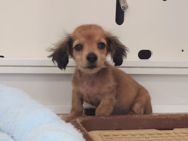 岡山県のハーフ犬・ミックス犬 (アミーゴ中庄店/2025年11月10日生まれ/女の子/シェイテッドイエロー)の子犬