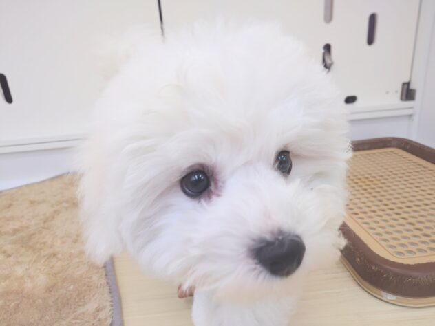 岡山県のビションフリーゼ (アミーゴ中庄店/2025年11月8日生まれ/男の子/クリームホワイト)の子犬の1枚目の画像