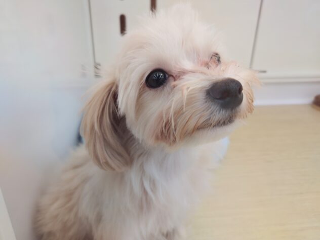 岡山県のハーフ犬・ミックス犬 (アミーゴ中庄店/2025年11月8日生まれ/男の子/クリーム)の子犬の1枚目の画像