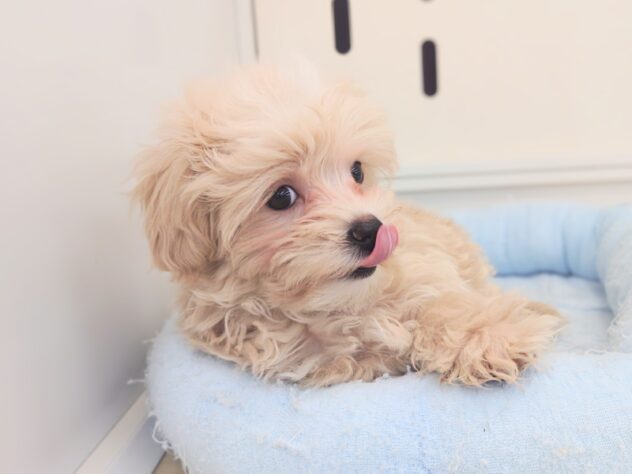 岡山県のハーフ犬・ミックス犬 (アミーゴ中庄店/2025年11月8日生まれ/男の子/クリーム)の子犬の4枚目の画像