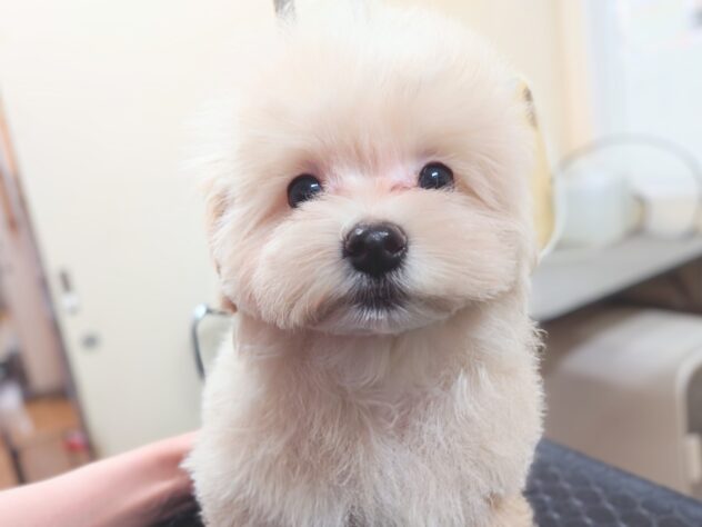 岡山県のハーフ犬・ミックス犬 (アミーゴ中庄店/2025年11月8日生まれ/男の子/クリーム)の子犬の4枚目の画像