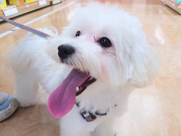 岡山県のハーフ犬・ミックス犬 (アミーゴ中庄店/2025年6月22日生まれ/女の子/クリーム)の子犬の1枚目の画像