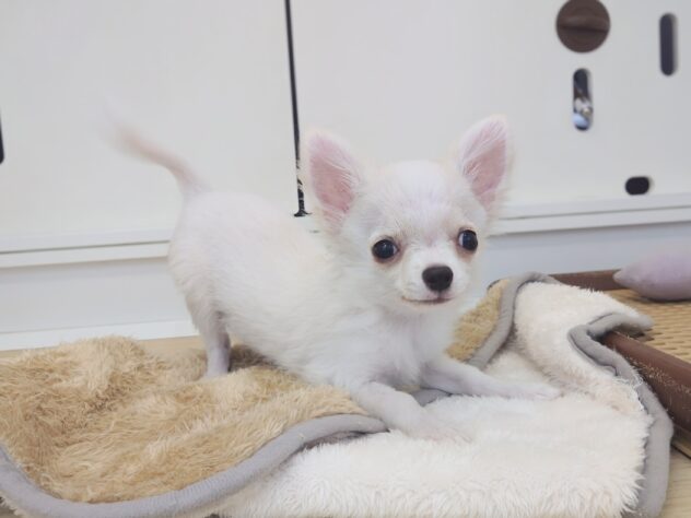 岡山県のチワワ(ロング) (アミーゴ中庄店/2025年11月12日生まれ/男の子/クリーム)の子犬の1枚目の画像