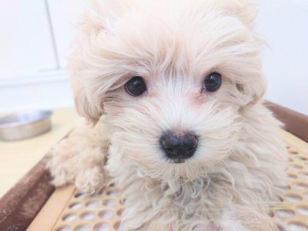 岡山県のハーフ犬・ミックス犬 (アミーゴ中庄店/2025年11月8日生まれ/男の子/クリーム)の子犬の2枚目の画像