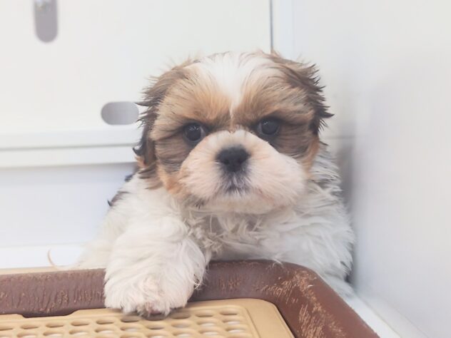 岡山県のシーズー (アミーゴ中庄店/2025年11月27日生まれ/男の子/ゴールドホワイト)の子犬の3枚目の画像