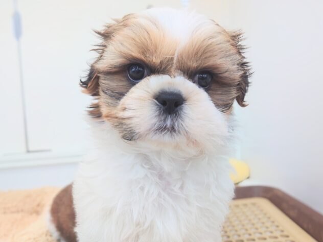 岡山県のシーズー (アミーゴ中庄店/2025年11月27日生まれ/男の子/ゴールドホワイト)の子犬の2枚目の画像