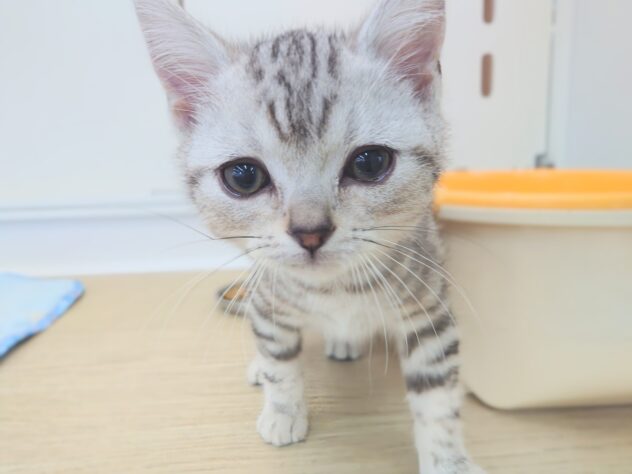 岡山県のアメリカンショートヘアー (アミーゴ中庄店/2025年11月19日生まれ/男の子/シルバータビーホワイト)の子猫