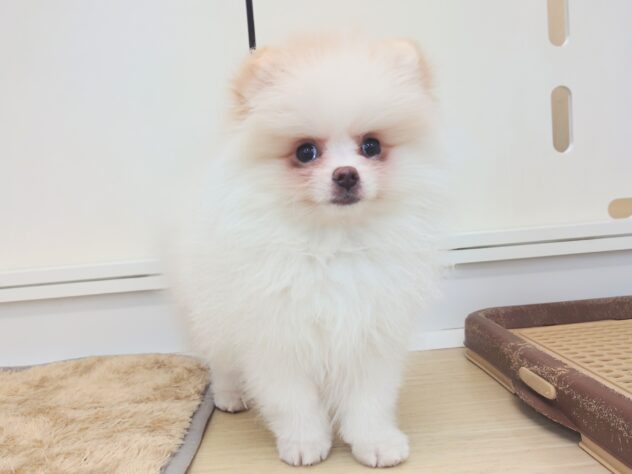 岡山県のポメラニアン (アミーゴ中庄店/2025年11月18日生まれ/女の子/パーティーカラー)の子犬の2枚目の画像