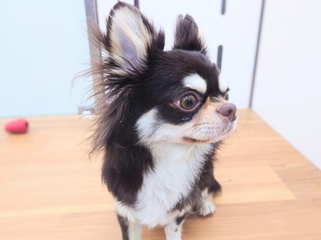 岡山県のチワワ(ロング) (アミーゴ中庄店/2024年11月25日生まれ/男の子/チョコレートタンホワイト)の子犬の4枚目の画像