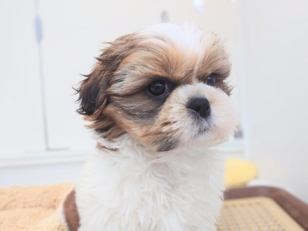 岡山県のシーズー (アミーゴ中庄店/2025年11月27日生まれ/男の子/ゴールドホワイト)の子犬の4枚目の画像