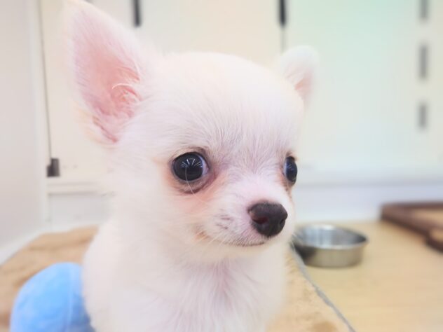 岡山県のチワワ(ロング) (アミーゴ中庄店/2025年11月12日生まれ/男の子/クリーム)の子犬の2枚目の画像