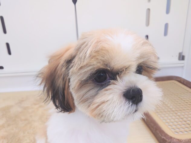 岡山県のシーズー (アミーゴ中庄店/2025年11月27日生まれ/男の子/ゴールドホワイト)の子犬の1枚目の画像