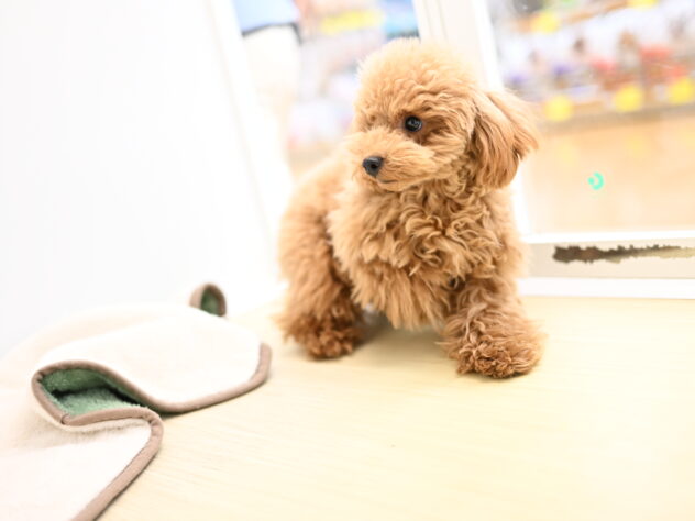 岡山県のトイプードル(トイ) (アミーゴ中庄店/2025年4月9日生まれ/女の子/レッドフォーン)の子犬の3枚目の画像