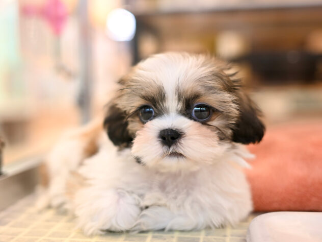 岡山県のシーズー (アミーゴ大安寺店/2025年10月26日生まれ/女の子/ホワイトゴールド)の子犬の2枚目の画像