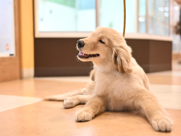 岡山県のゴールデンレトリバー (アミーゴ大安寺店/2025年9月2日生まれ/男の子/ゴールド)の子犬の3枚目の画像