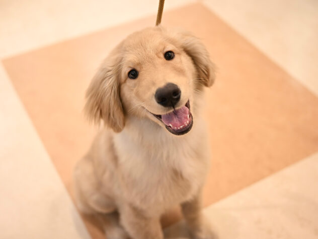 岡山県のゴールデンレトリバー (アミーゴ大安寺店/2025年9月2日生まれ/男の子/ゴールド)の子犬の4枚目の画像