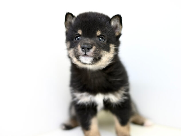 岡山県の豆柴 (アミーゴ大安寺店/2025年11月24日生まれ/女の子/黒)の子犬の3枚目の画像