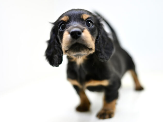 岡山県のミニチュアダックスフンド(ロング) (アミーゴ大安寺店/2025年11月22日生まれ/女の子/ブラックタン)の子犬の4枚目の画像