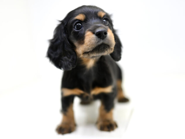 岡山県のミニチュアダックスフンド(ロング) (アミーゴ大安寺店/2025年11月22日生まれ/女の子/ブラックタン)の子犬の3枚目の画像