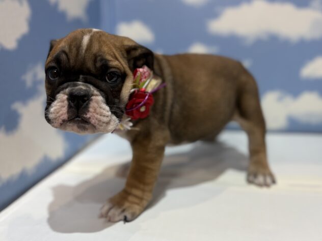 山形県のブルドッグ (アミーゴ山形北店/2025年10月27日生まれ/女の子/レッドホワイト)の子犬の2枚目の画像