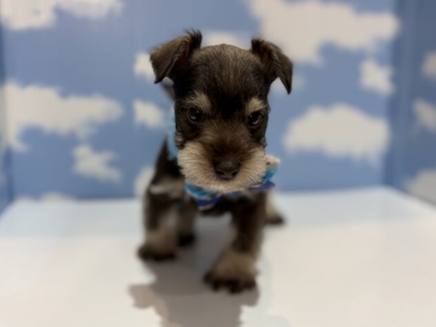 山形県のミニチュアシュナウザー (アミーゴ山形南店/2025年12月2日生まれ/男の子/その他色)の子犬の1枚目の画像