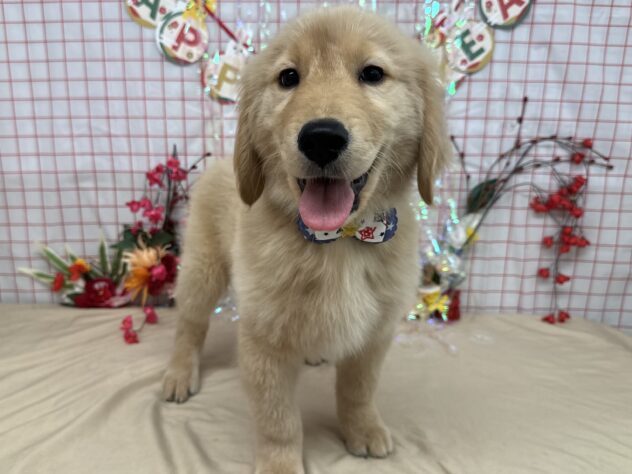 山形県のゴールデンレトリバー (アミーゴ酒田店/2025年11月5日生まれ/男の子/ゴールデン)の子犬