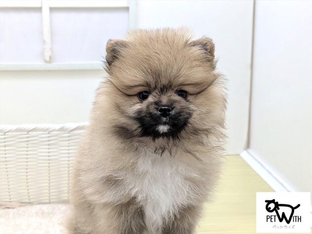 福島県のポメラニアン (アミーゴ会津若松店/2025年11月10日生まれ/男の子/オレンジセーブル)の子犬