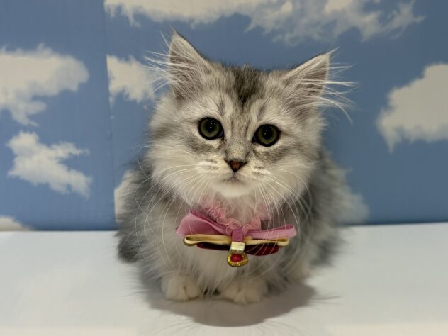 山形県のミヌエット (アミーゴ山形南店/2025年10月31日生まれ/女の子/シルバータビーホワイト)の子猫