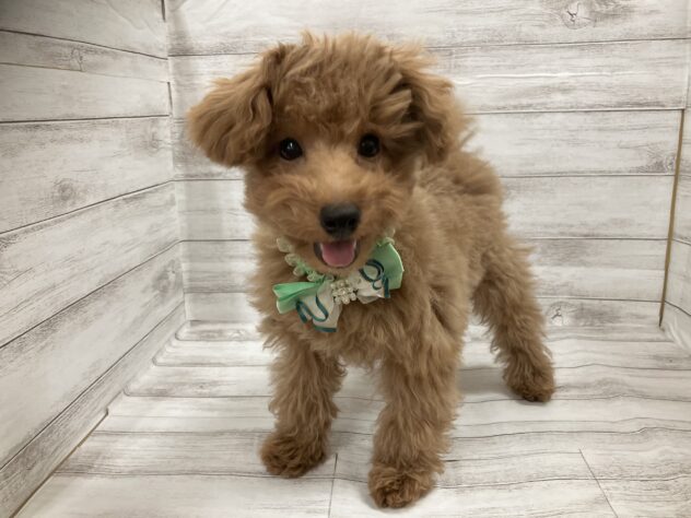 福島県のトイプードル(トイ) (アミーゴ小名浜店/2025年10月11日生まれ/男の子/レッド)の子犬