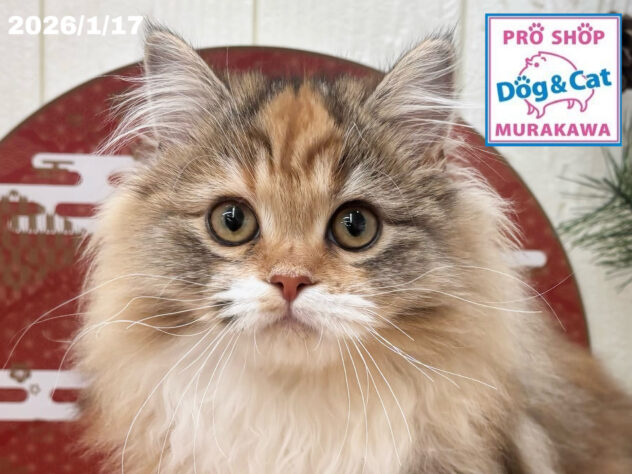 広島県のサイベリアン (アミーゴ大町店/2025年9月7日生まれ/女の子/ブラウンパッチドタビーホワイト)の子猫