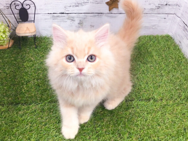 愛知県のスコティッシュフォールド (アミーゴ知立店/2025年10月31日生まれ/男の子/クリームタビーホワイト)の子猫の2枚目の画像