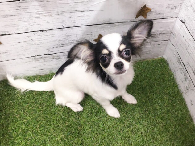 愛知県のチワワ(ロング) (アミーゴ知立店/2025年8月23日生まれ/女の子/ブラックタンホワイト)の子犬の3枚目の画像