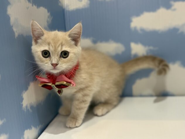 山形県のマンチカン (アミーゴ山形南店/2025年11月23日生まれ/女の子/クリーム)の子猫