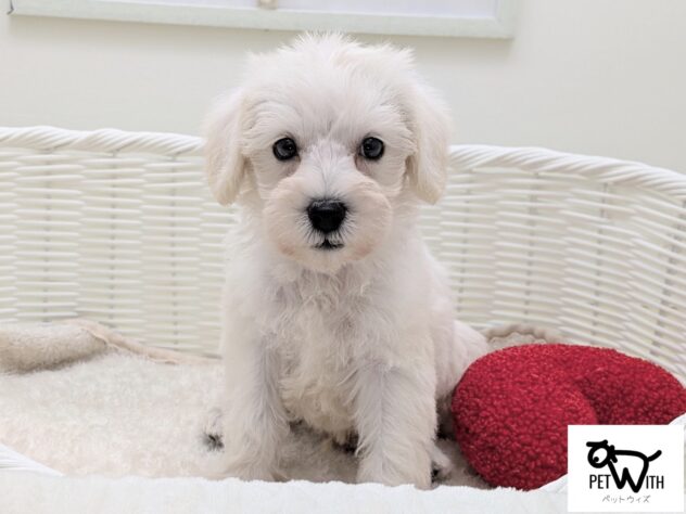 福島県のハーフ犬・ミックス犬 (アミーゴ会津若松店/2025年11月14日生まれ/男の子/ホワイト)の子犬