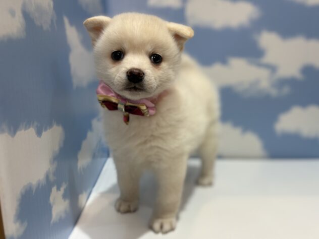 山形県のハーフ犬・ミックス犬 (アミーゴ山形南店/2025年11月22日生まれ/女の子/白)の子犬の1枚目の画像