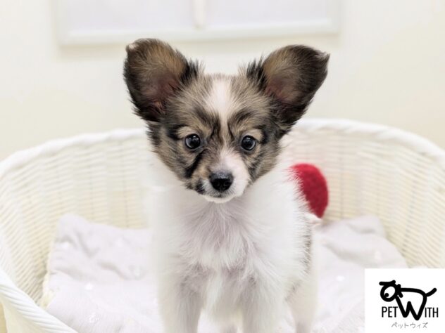 福島県のパピヨン (アミーゴ会津若松店/2025年11月5日生まれ/女の子/ブラウンホワイト)の子犬