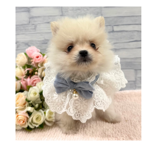 山口県のポメラニアン (アミーゴ周南店/2025年12月1日生まれ/男の子/クリーム)の子犬