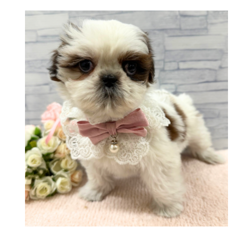 山口県のシーズー (アミーゴ周南店/2025年11月27日生まれ/女の子/ホワイトゴールド)の子犬の2枚目の画像