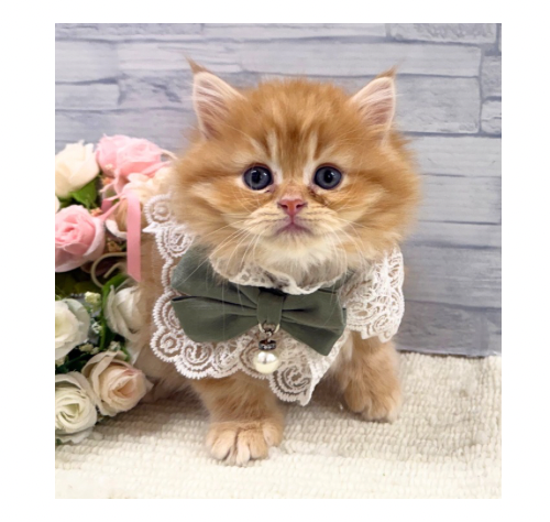 山口県のミヌエット (アミーゴ周南店/2025年11月14日生まれ/男の子/レッドタビー)の子猫