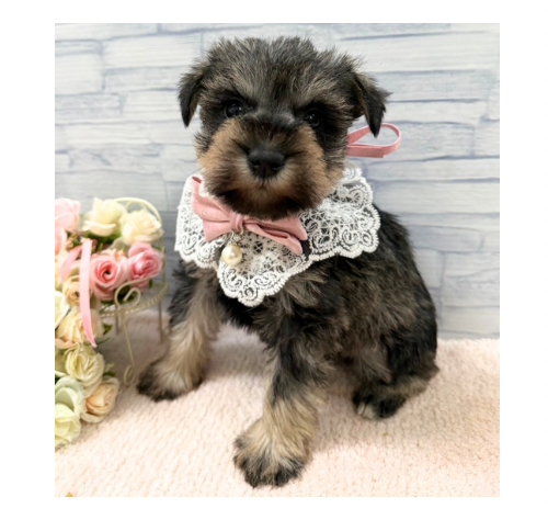 山口県のミニチュアシュナウザー (アミーゴ周南店/2025年11月30日生まれ/女の子/ソルトペッパー)の子犬