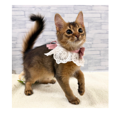 山口県のソマリ (アミーゴ周南店/2025年9月21日生まれ/女の子/ルディ)の子猫