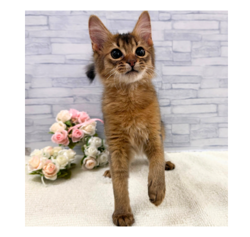 山口県のソマリ (アミーゴ周南店/2025年9月21日生まれ/女の子/ルディ)の子猫の2枚目の画像